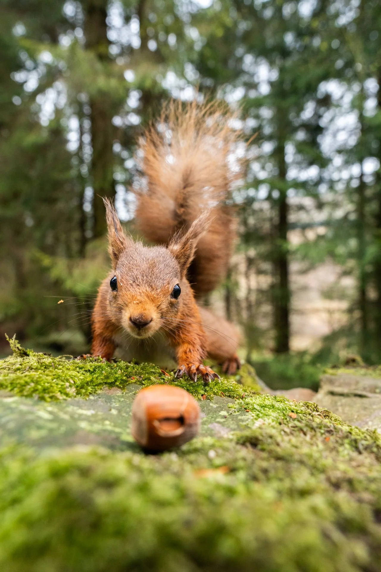 The Enchanted World of Yorkshire's Red Squirrels — Jo Heard